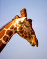 Giraffes & Zebras