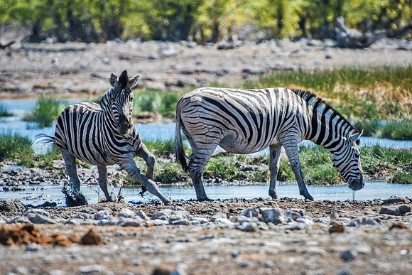 Africa, Bertazzoni, Bertazzoni, Botswana, Etosha, Kenya, Masai, Namibia, Nikon, Pan, giraffe, herd, hoofs, "mountain zebra", nature, panning, running, running, safari, stripes, stripes, zebra, zebra,