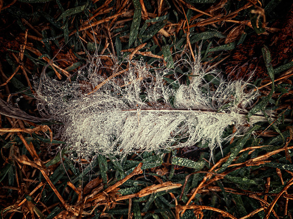 Feather