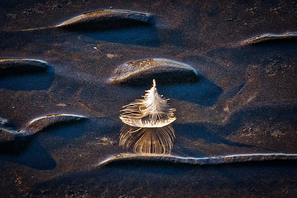 Feather