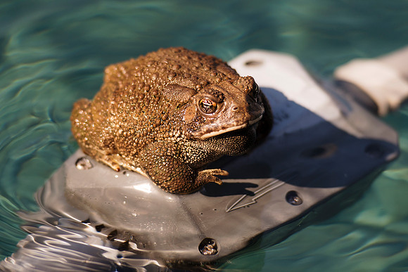 amphibious, camouflage, details, dirt, eyes, frog, garden, grass, lake, macro, mud, pond, pong, swamp, toad, water, nature, Bertazzoni, Nikon