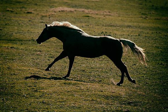"golden mane",Texas, "far West", horse, main, prairie, running, "wild Horse", mustang, Bertazzoni, Nikon, speed, "running free", silhouette,