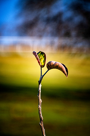 Leaves