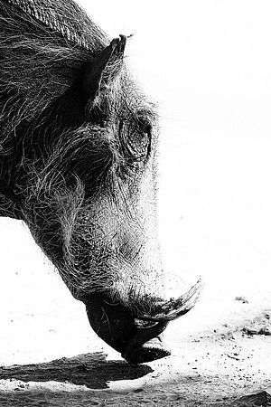 Africa, Mud, bath, "black & white", grass, mud, pond, pumba, refreshment, safari, savanna, trophy, tusk, warthog, water