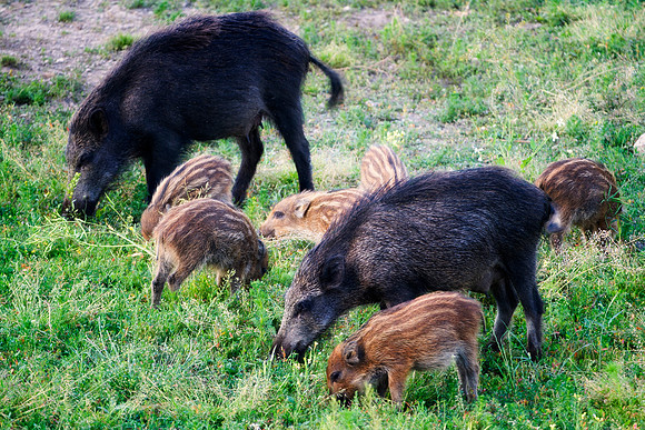 Group