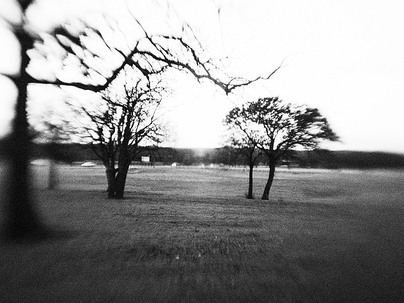 Trees