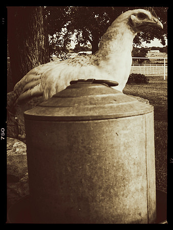 Chicken