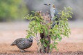 North American Birds Pt.3
