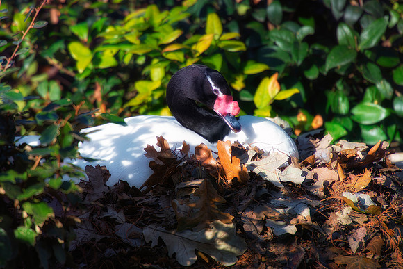 nesting, Bertazzoni, Nikon, artistic, ballet, beak, black & white, details, feathers, nature, pond, swan, wings