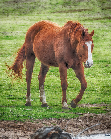 Wild Horse