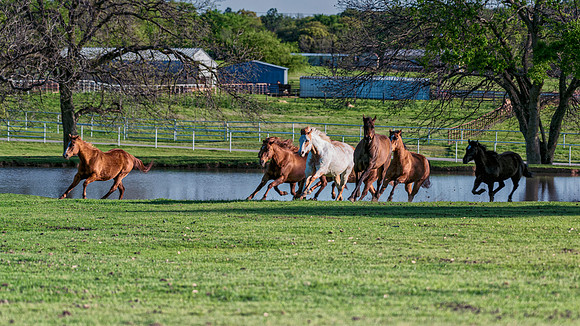 Running Horses