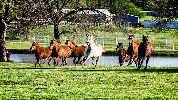 Running Horses