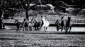 Horses Pt.2