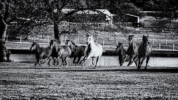 Running Horses