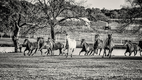 Running Horses