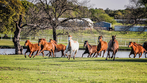 Running Horses