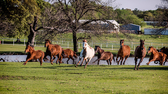 Running Horses