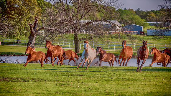 Running Horses
