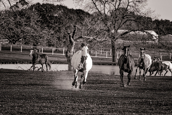 Running Horse
