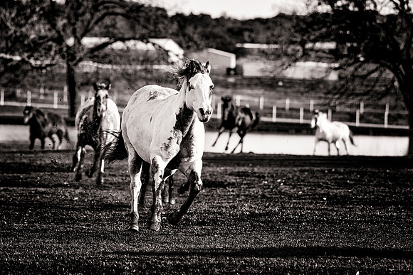 Running Horse
