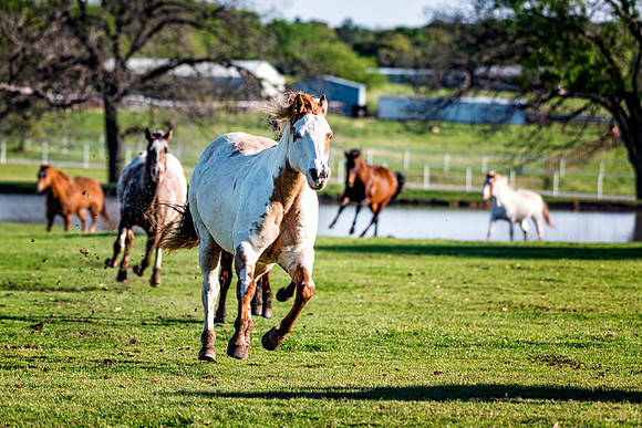 Running Horse