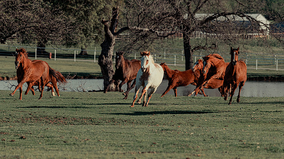 Running Horses