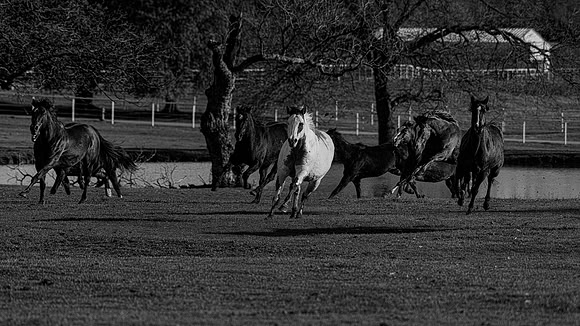 Running Horses