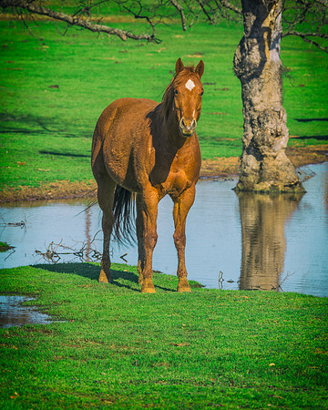 Fierce Wild Horse