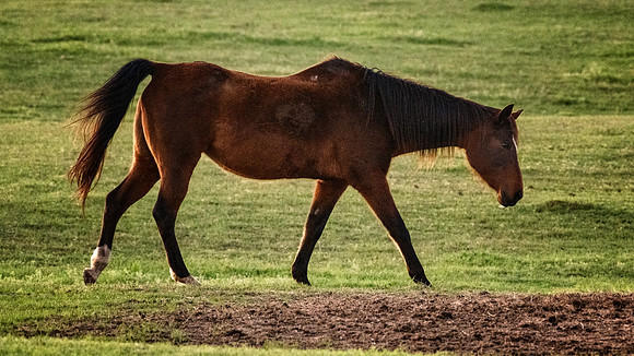 Old Horse