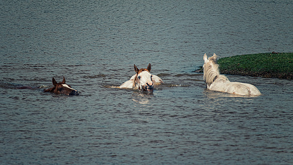 Swimming