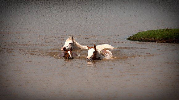 Swimming