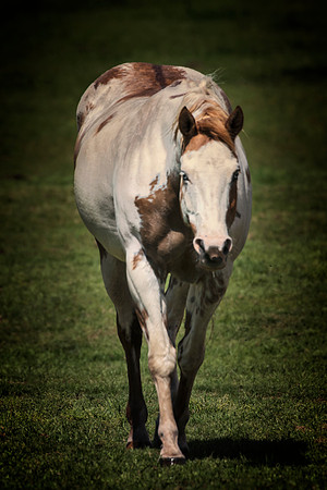 Paint Horse