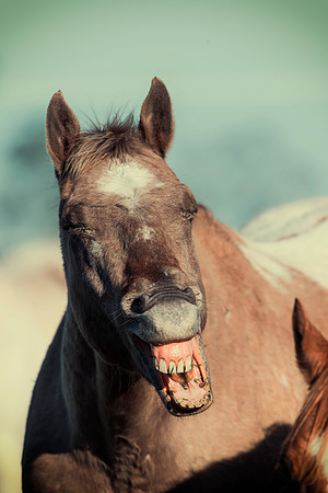 Laughing Horse