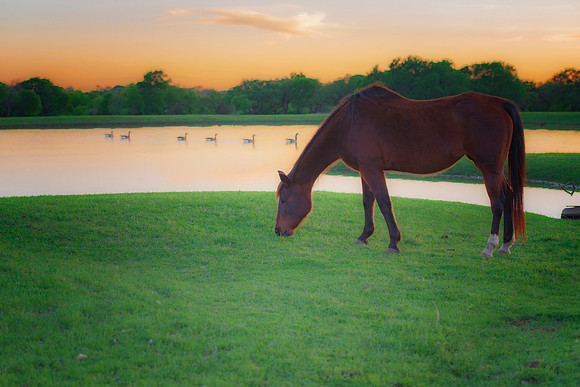 Old Horse