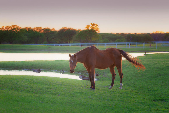 Old Horse