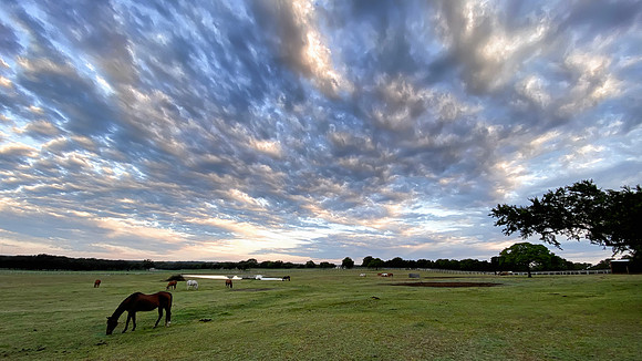 Pasture - Texas