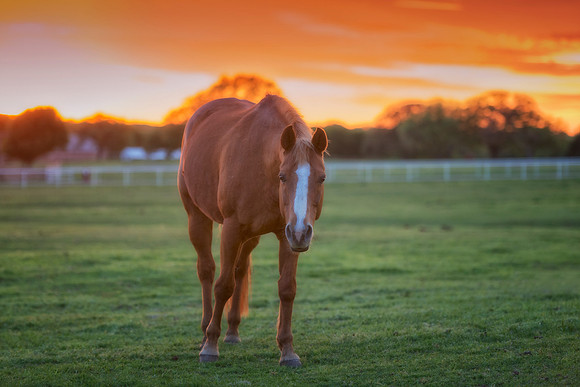 Quarter Horse