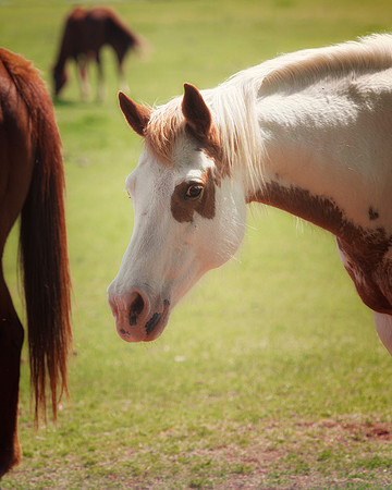 Paint Horse