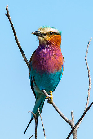 "African bird", Botswana, Namibia, "South Africa", Zambia, Zimbabwe, beak, colors, eye, feathers, resting, safari, savanna, wings, "Lilac Breasted Roller",