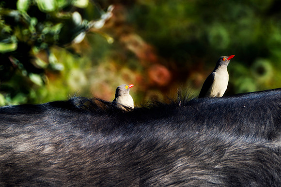 "friendly birds",Africa, Botswana, Namibia, Sunbathing, beak, colors, details, eye, feathers, flying, nature, nature, parks, portrait, safari, structure, wings