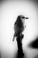 Africa, African bird, artistic, beak, bird, black & white, black & white, claws, flying, predator, safari, wings