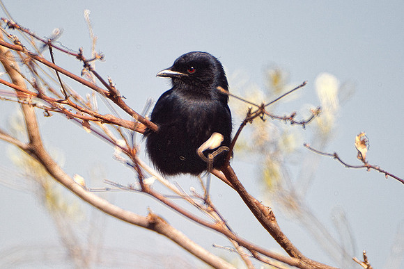 Africa, Botswana, Malawi, Namibia, "South Africa", Sunbathing, Tanzania, Zambia, Zimbabwe, beak, "black bird", branches, colors, details, eye, feathers, flying, nature, nature, parks, portrait, safari