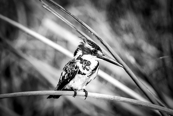 Africa, Botswana, Mozambique, Zambia, Zimbabwe, beak, "bearded woodpecker", climbing, colors, details, feathers, forest, insects, jungle, legs, nature, safari, savanna, trees, wings, wood