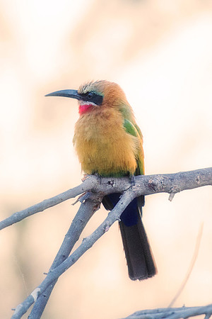 Africa, Botswana, Kenya, Malawi, Namibia, "South Africa", Sunbathing, Tanzania, Zambia, Zimbabwe, beak, birds, "black bird", branches, colors, details, eye, feathers, flying, lakes, nature, nature, pa