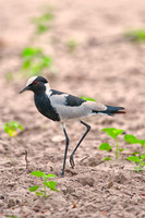 Africa, "African Hen", beak, bird, claws, colors, colors, details, ducks, eagle, eating, feathers, flying, forest, garden, hawk, hunting, jungle, nest, park, posing, predator, prey, resting, safari, s