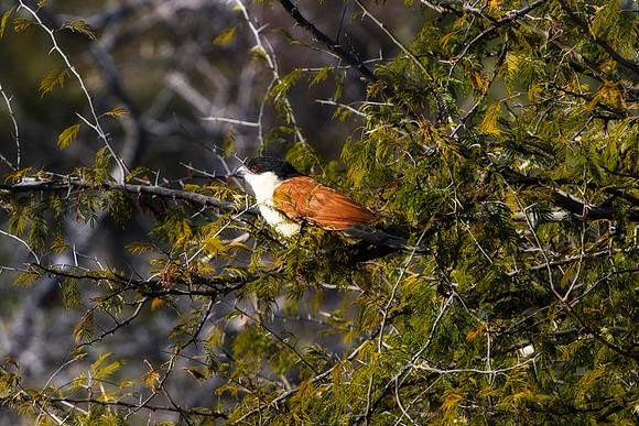 Africa, Botswana, Caprivi, Namibia, Sunbathing, beak, colors, details, eye, falcon, feathers, flying, hawk, nature, nature, parks, portrait, safari, structure, wings, "senegal coucal",