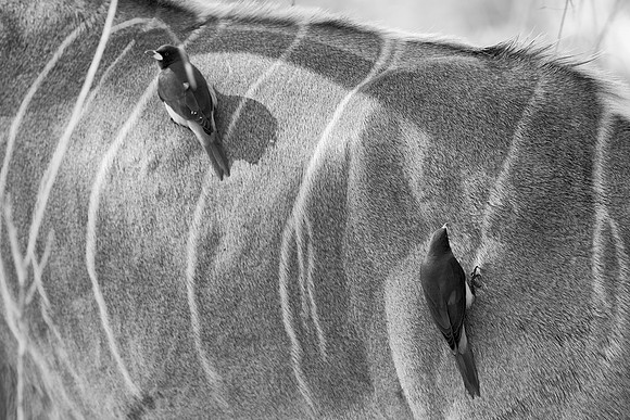 Africa, African bird, artistic, beak, bird, bird, black, black, black, black, "black & white", claws, flying, predator, safari, white, wings