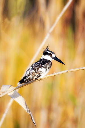 Africa, Botswana, Namibia, Zambia, Zimbabwe, beak, feathers, fish, fishing, flying, "pied kingfisher", lake, pied, pond, river, safari, swamp, wings