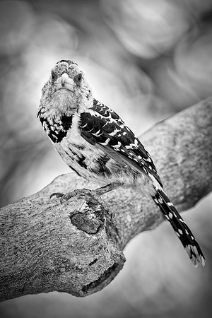 Africa, Botswana, Kenya, Malawi, Namibia, "South Africa", Sunbathing, Tanzania, Zambia, Zimbabwe, beak, birds, "black bird", branches, colors, details, eye, feathers, flying, lakes, nature, nature, pa