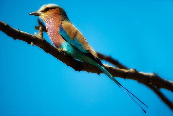 Africa, African, Botswana, Namibia, South, Zambia, Zimbabwe, beak, bird, bird, colors, eye, feathers, fishing, flying, forest, nature, outdoor, park, resting, safari, savanna, wings, zoo, "lilac breas